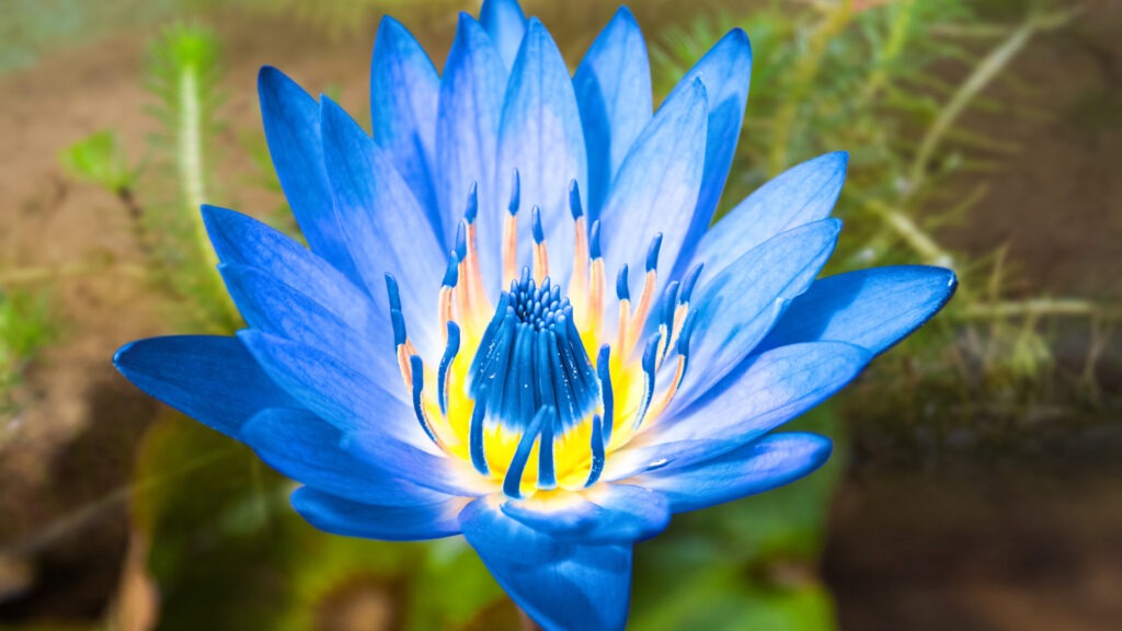 Blue Lotus Flower