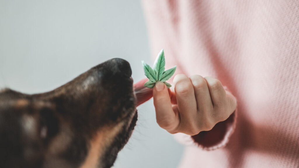 CBD Gummies for Dog