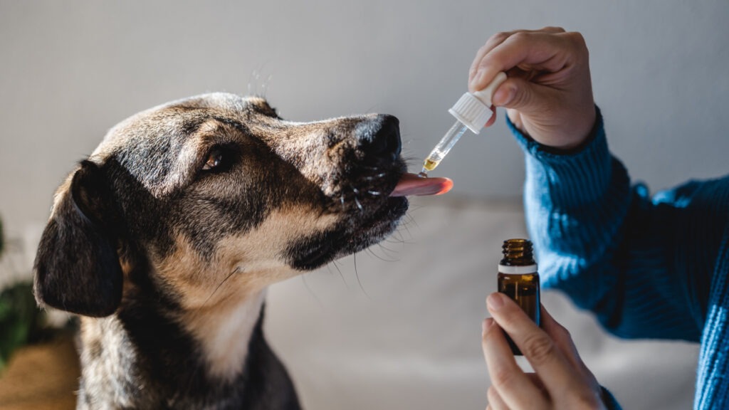 CBD Tincture for Dog