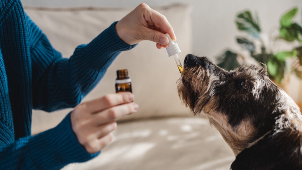 CBD Treats for Dog