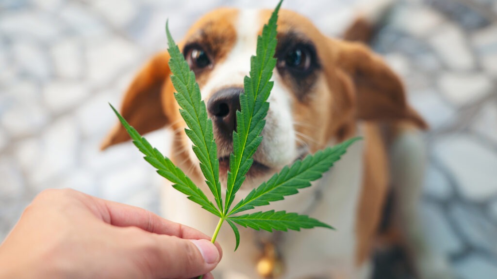 Is CBD Safe for Dogs